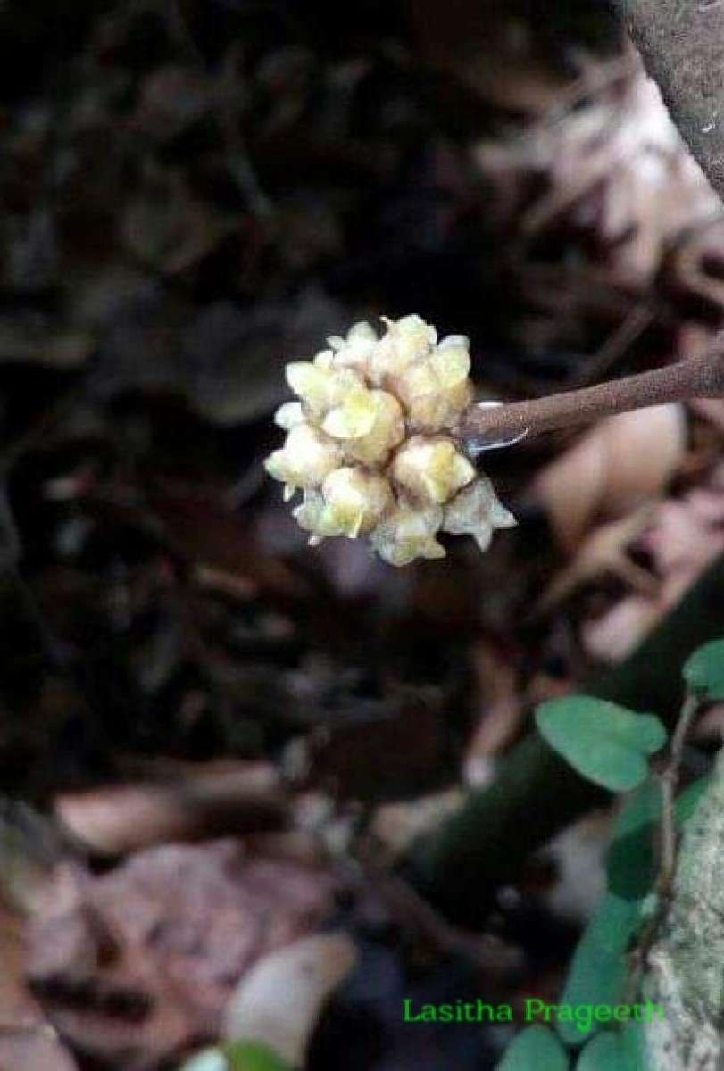 Coscinium fenestratum (Gaertn.) Colebr.